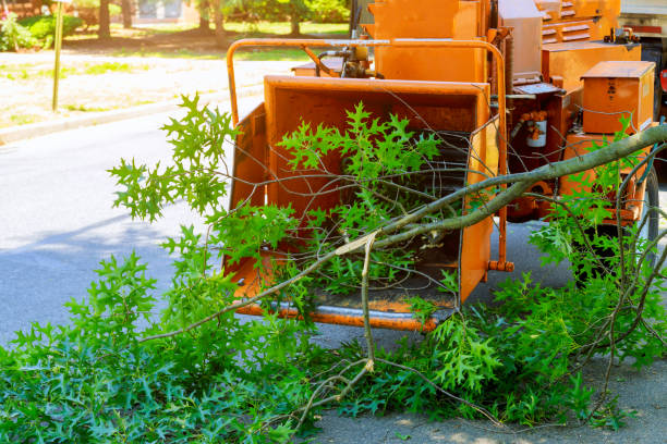 Best Commercial Tree Services  in Clayton, AL